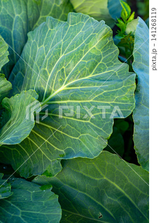 Close-Up View of Lush Green Cabbage Leaves Showcasing Intricate Leaf Veins, Textures, and Rich Coloration Perfect for Gardening Inspiration Close-Up View of Lush Green Cabbage Leaves Showcasing Intricate Leaf Veins, Textures, and Rich Coloration Perfect for Gardening Inspiration 141268119