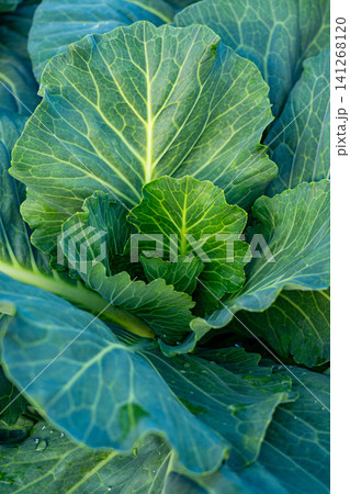 Vibrant Green Cabbage Leaves Showcasing Their Intricate Leaf Structure and Lush Texture, Perfect for Healthy Culinary Dishes and Nutrition 141268120