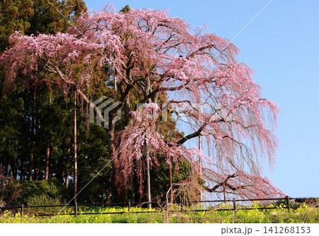 青空と合戦場の枝垂れ桜 青空と合戦場の枝垂れ桜 141268153