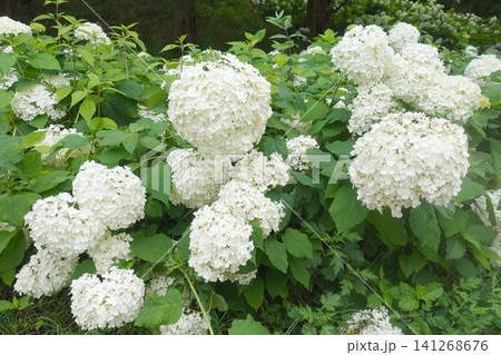 公園に咲くアナベルの群生 白いアジサイの花畑 141268676