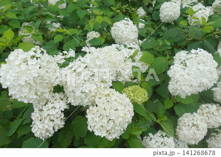 満開のアナベル 白い紫陽花が咲き誇る初夏の庭園 141268678