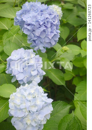 青紫の紫陽花の花びらのクローズアップ 青紫の紫陽花の花びらのクローズアップ 141268723