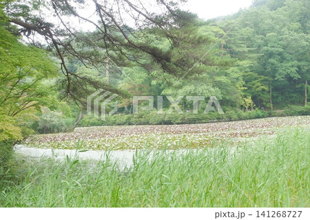 スイレンの咲く池と新緑の森 松の枝越しの風景 スイレンの咲く池と新緑の森 松の枝越しの風景 141268727
