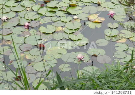 灰色の水面に浮かぶスイレンの葉と花 灰色の水面に浮かぶスイレンの葉と花 141268731