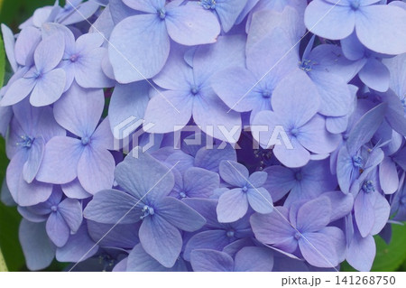 青紫のアジサイの花のマクロ撮影 花びらのディテール 141268750