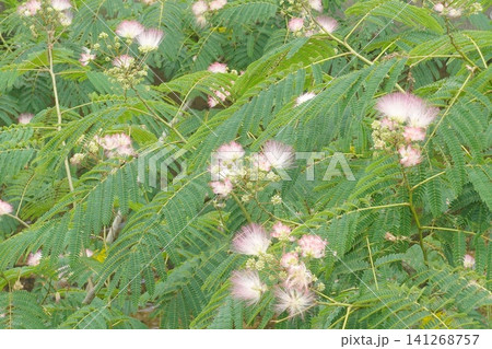 初夏に咲くネムノキの花のクローズアップ 初夏に咲くネムノキの花のクローズアップ 141268757