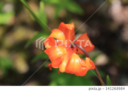 後ろから見たオレンジ色のクルマユリの花 後ろから見たオレンジ色のクルマユリの花 141268984