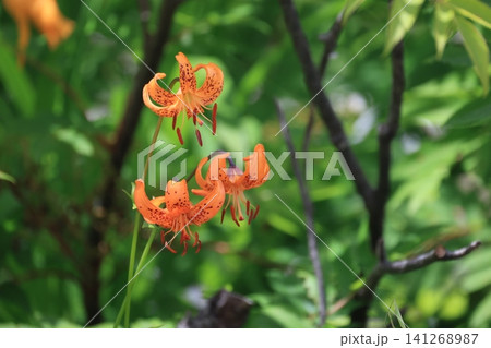 開花したオレンジ色のクルマユリの花 141268987