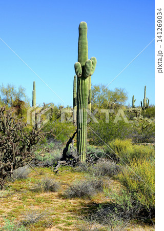Old Saguaro Cactus Sonora desert Arizona 141269034