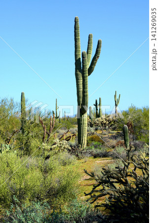 Old Saguaro Cactus Sonora desert Arizona Old Saguaro Cactus Sonora desert Arizona 141269035