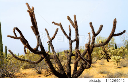 Cholla cactus, Sonora Desert, Mid Winter Cholla cactus, Sonora Desert, Mid Winter 141269042