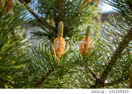 Bright orange cones emerging from pine branches, illuminated by sunlight in a serene outdoor environment, showcasing new growth in spring. Bright orange cones emerging from pine branches, illuminated by sunlight in a serene outdoor environment, showcasing new growth in spring. 141269163