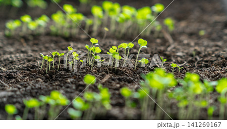 Little green seedlings are emerging from dark soil in a garden, showcasing the beauty of new growth during the spring season. Little green seedlings are emerging from dark soil in a garden, showcasing the beauty of new growth during the spring season. 141269167