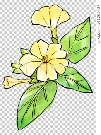 手繪線條畫和水彩插圖,描繪了盛開的黃色紫茉莉花。 手繪線條畫和水彩插圖,描繪了盛開的黃色紫茉莉花。 141269437
