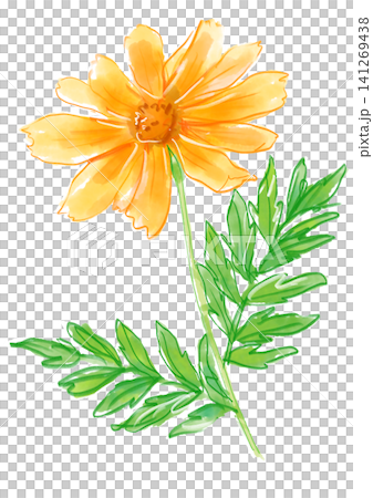 一幅手繪水彩插圖,描繪了盛開的黃色波斯菊。 一幅手繪水彩插圖,描繪了盛開的黃色波斯菊。 141269438