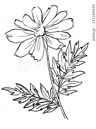 咲き誇るキバナコスモスの花の手描きの線画イラスト 咲き誇るキバナコスモスの花の手描きの線画イラスト 141269439