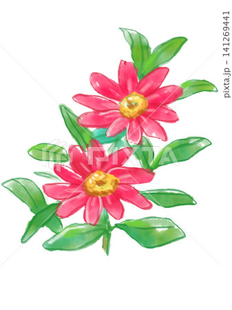 咲き誇る赤いジニアの花の手描きの水彩イラスト 141269441