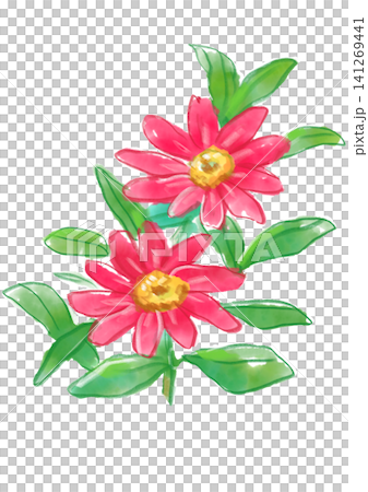 咲き誇る赤いジニアの花の手描きの水彩イラスト 141269441