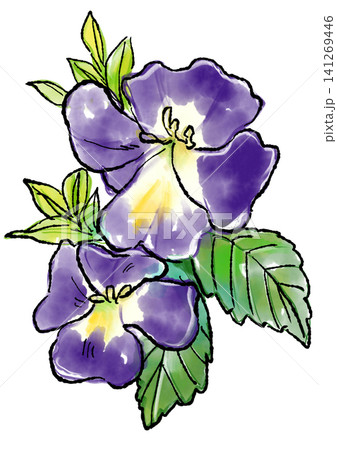 咲き誇るトレニアの花の手描きの線画と水彩イラスト 咲き誇るトレニアの花の手描きの線画と水彩イラスト 141269446