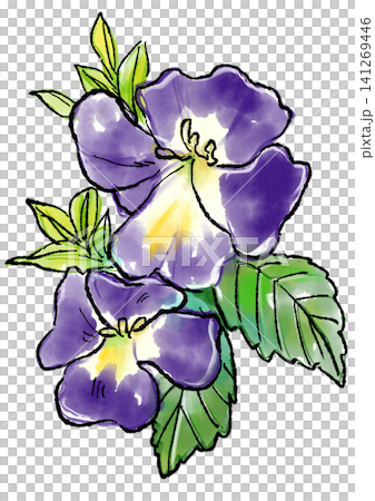 手繪線條畫和水彩插圖,描繪了盛開的藍星花。 手繪線條畫和水彩插圖,描繪了盛開的藍星花。 141269446