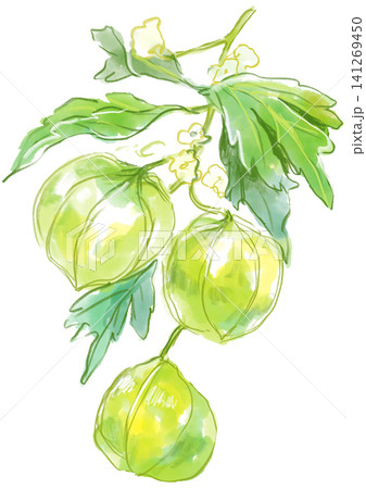 咲き誇るフウセンカズラの花の手描きの水彩イラスト 咲き誇るフウセンカズラの花の手描きの水彩イラスト 141269450