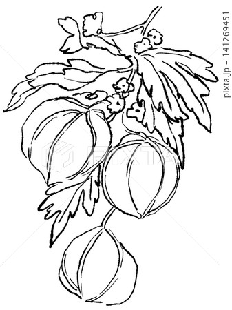 咲き誇るフウセンカズラの花の手描きの線画イラスト 咲き誇るフウセンカズラの花の手描きの線画イラスト 141269451