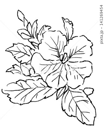 咲き誇るペチュニアの花の手描きの線画イラスト 咲き誇るペチュニアの花の手描きの線画イラスト 141269454