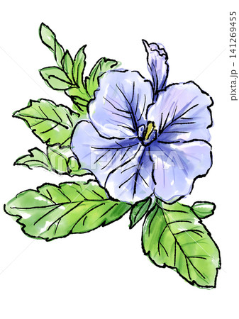 咲き誇るペチュニアの花の手描きの線画と水彩イラスト 141269455