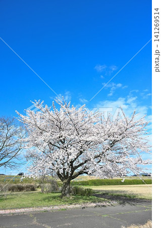阿賀野川公園に咲く桜(新潟県新潟市東区) 阿賀野川公園に咲く桜(新潟県新潟市東区) 141269514