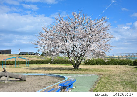 阿賀野川公園に咲く桜(新潟県新潟市東区) 阿賀野川公園に咲く桜(新潟県新潟市東区) 141269517