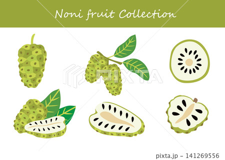 noni fruit collection. noni fruit in different poses noni fruit collection. noni fruit in different poses 141269556