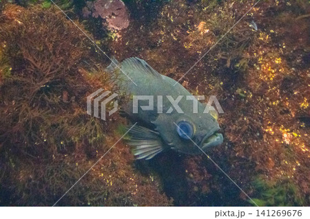 魚の群れを泳ぐ魚 141269676