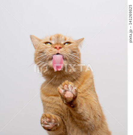 cat licking snacks off invisible glass sticking out tongue making funny face cat licking snacks off invisible glass sticking out tongue making funny face 141269825