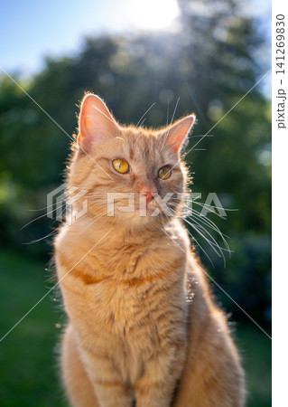 orange cat sitting outdoors in sunny garden 141269830