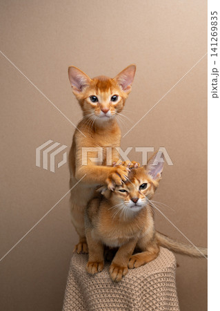 two abyssinian kittens siblings playing or wrestling two abyssinian kittens siblings playing or wrestling 141269835