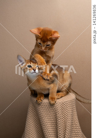 two abyssinian kittens siblings playing or wrestling two abyssinian kittens siblings playing or wrestling 141269836