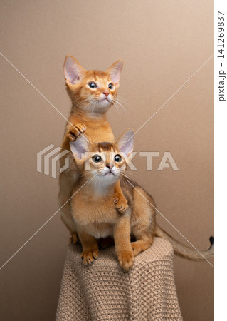 two curious abyssinian kittens studio portrait two curious abyssinian kittens studio portrait 141269837