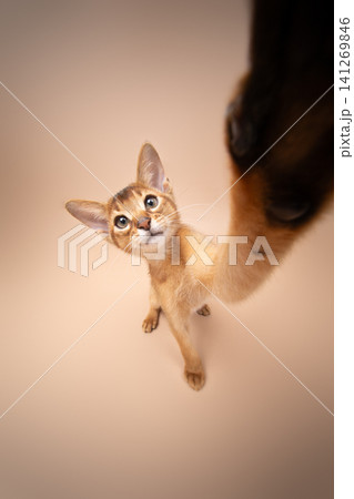cute kitten reaching for camera as if it was taking a selfie cute kitten reaching for camera as if it was taking a selfie 141269846
