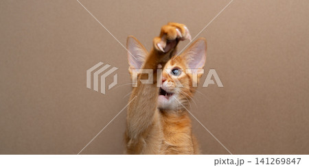 abyssinian kitten playing raising it's paw abyssinian kitten playing raising it's paw 141269847