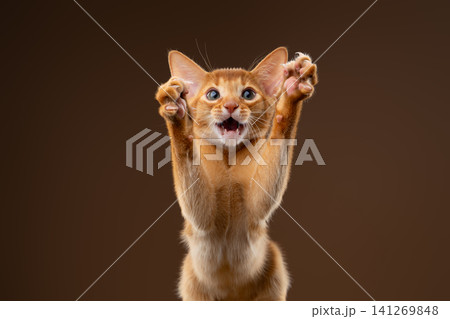 kitten playing wildly against brown studio background kitten playing wildly against brown studio background 141269848