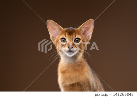 abyssinian kitten studio portrait on brown background abyssinian kitten studio portrait on brown background 141269849