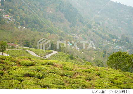 Panoramic view of lush green tea gardens and winding mountain roads in Tinchuley Darjeeling Panoramic view of lush green tea gardens and winding mountain roads in Tinchuley Darjeeling 141269939
