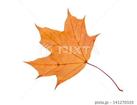 Orange maple leaf isolated on a white background Orange maple leaf isolated on a white background 141270320