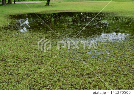 雨後に芝生にできた水たまり 雨後に芝生にできた水たまり 141270500