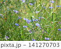 green field with cornflowers. horizontal format 141270703