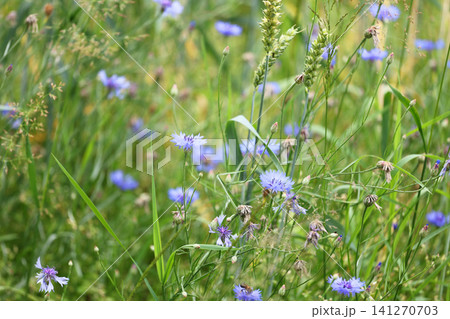 green field with cornflowers. horizontal format green field with cornflowers. horizontal format 141270703
