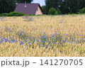 Cornflowers in the field horizontal format 141270705