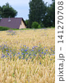 Cornflowers in the field Vertical format 141270708