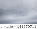 A flock of starlings in the sky 141270711
