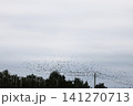 A flock of starlings in the sky 141270713